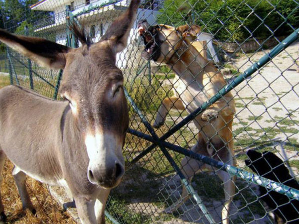 CATEQUESE | UMA COISA NÃO É OUTRA COISA