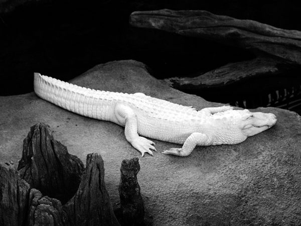 O CROCODILO OU O EXTRAÓRDINÁRIO ACONTECIMENTO IRRELEVANTE