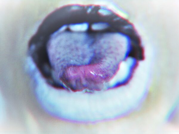 RIZO -… — -.-. .-