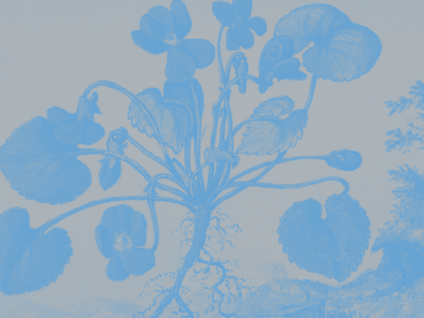 Conversa Verde + Troca de Plantas